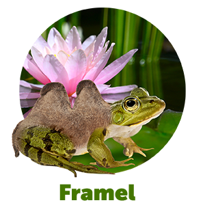 Framel