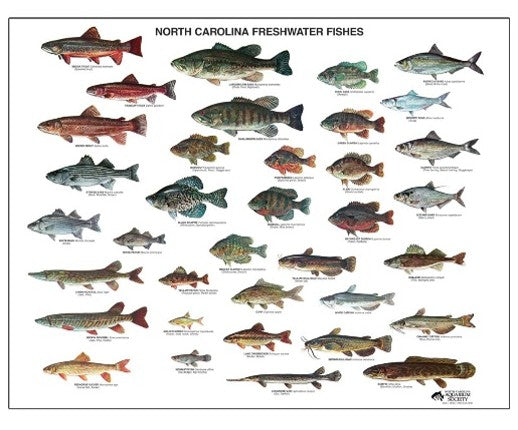 N.C. Freshwater Fish Poster