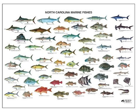 N.C. Marine Fish Poster