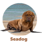 Seadog
